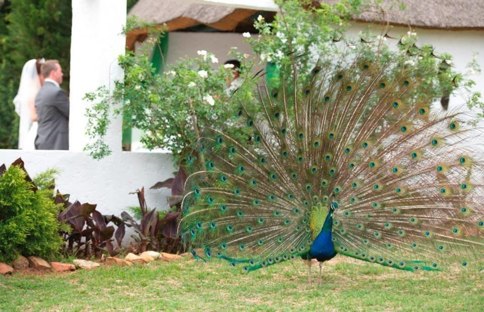 Warembo Lodge Grootvlei Kültér fotó